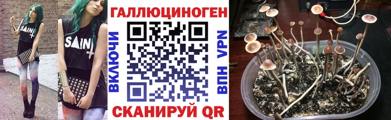 как найти закладки Красный Кут MEGA сайт Псилоцибиновые грибы Psilocybine cubensis